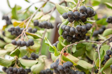 Siyah chaeburray berry ağaçta yetişir