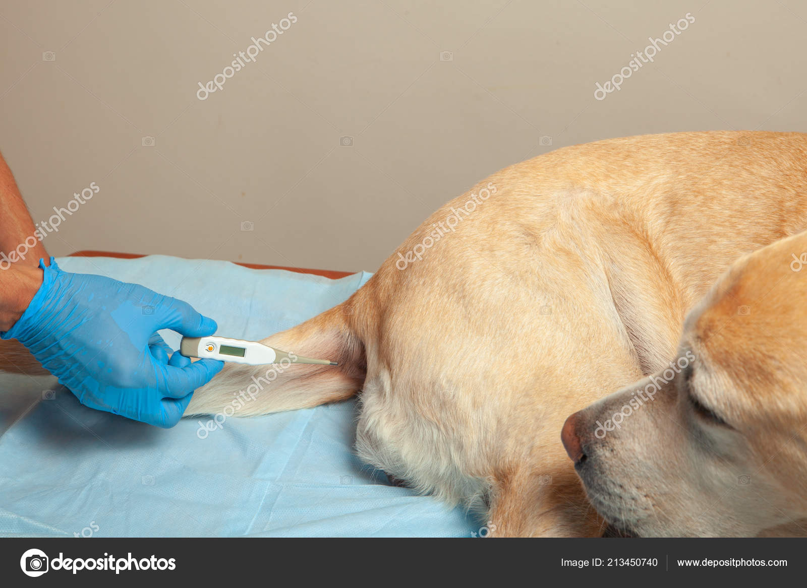 Téléchargement gratuit Images Pics Rectal Temp Measurement Of Temperature In The Dog By dernière par