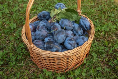 Asma yapılan bir hasır sepet içinde mavi Erik