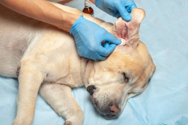 Doktor eldiven içinde belgili tanımlık köpek hasta kırmızı kulak temizler. Temiz kulaklı Veteriner Kliniği