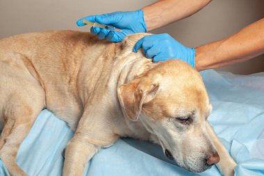 Doktor eldiven bir enjeksiyon hasta köpek withers içinde yapar. Veteriner Kliniği