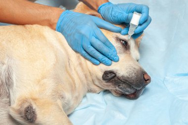 Doktor eldiven damlar köpeğin gözlerinin içine düşer. Hayvan hastalıklarıyla ilgili klinik açıktır gözleri