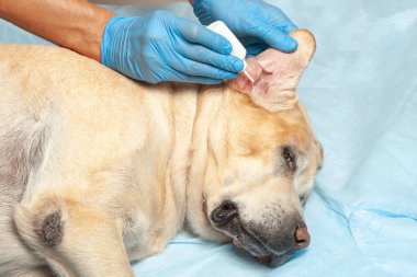 Doktor eldiven damlar köpeğin kulağına düşer. Temiz kulaklı Veteriner Kliniği