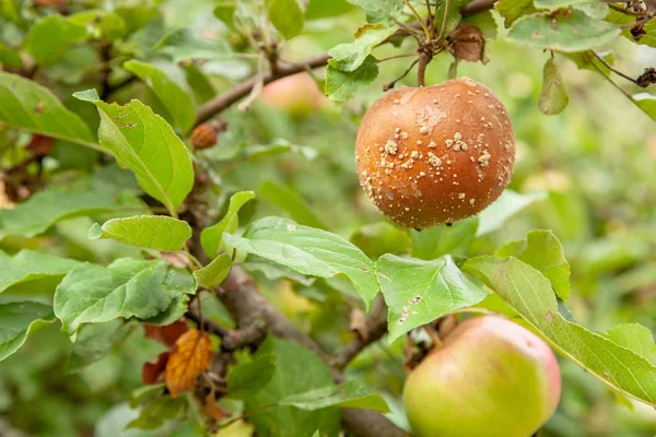 Rotten bad apple hangs on tree with green leaves