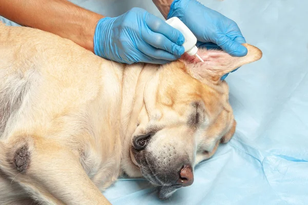 Arzt in Handschuhen tropft Tropfen ins Ohr des Hundes. Tierklinik ist putzmunter — Stockfoto