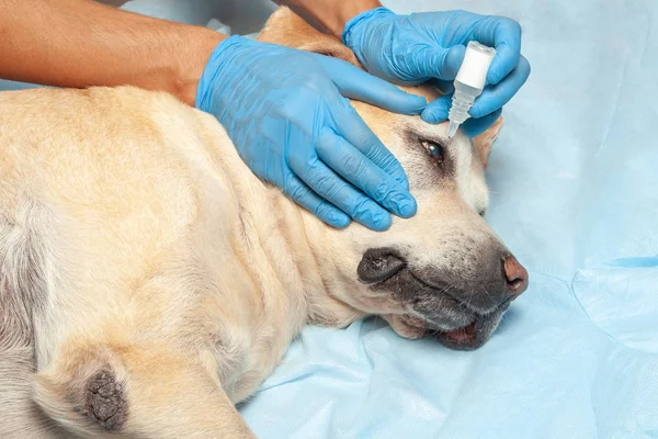 Doctor in gloves drips drops in the dog's eyes. Veterinary clinic is clear the eyes