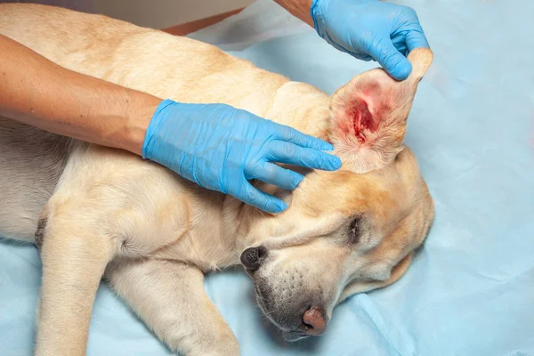 Der Arzt in Handschuhen reinigt das kranke rote Ohr des Hundes. Tierklinik ist putzmunter — Stockfoto