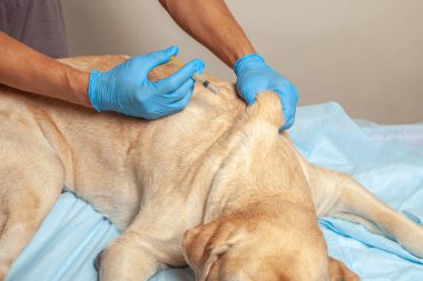 Doktor eldiven bir enjeksiyon hasta köpek withers içinde yapar. Veteriner Kliniği