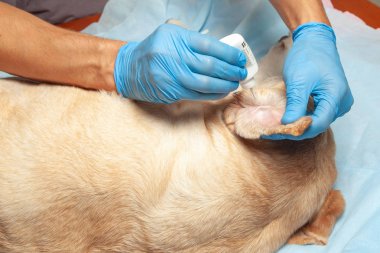 Doktor eldiven damlar köpeğin kulağına düşer. Temiz kulaklı Veteriner Kliniği