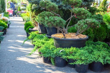 Fidan çalılar ve iğne yapraklı ağaçlar bitki kreş tencere. Bitkilerin, Bahçe mağaza Dükkanı