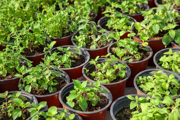 Saplings in garden pots in plant nursery. Shop of plants, garden store