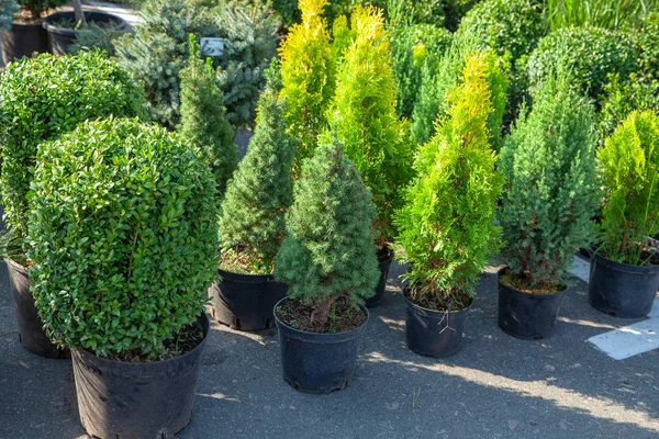Aanplant van struiken en naaldbomen in potten in de plant kwekerij. Shop van planten, Tuin winkel — Stockfoto