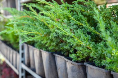 Süs bitki kreş tencerelerde çalıların fidan. Bitkilerin, Bahçe mağaza Dükkanı