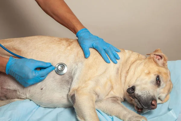Доктор слушает собаку со стетоскопом. Клиника ветеринарии — стоковое фото
