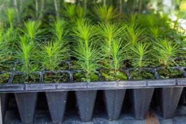 Fidan, çam, Ladin, köknar, sequoia ve diğer iğne yapraklı ağaçlar bitki kreş tencere. Bitkilerin, Bahçe mağaza Dükkanı