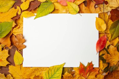Sarı sonbahar yaprakları ve metni için dikdörtgen boş etiket. Sonbahar satış ve indirimler kavramı. mock-up