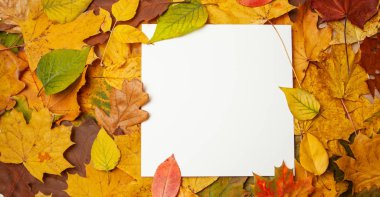 Sarı sonbahar yaprakları ve metin için boş etiket kare. Sonbahar satış ve indirimler kavramı. mock-up