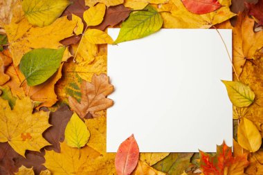 Sarı sonbahar yaprakları ve metin için boş etiket kare. Sonbahar satış ve indirimler kavramı. mock-up