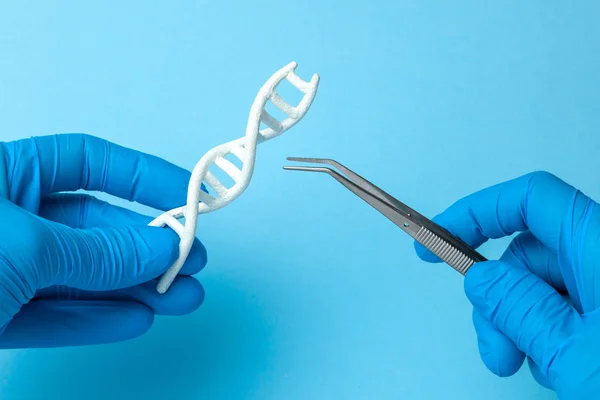 Pesquisa da hélice de ADN. experimentos genéticos em DNA de código humano. Cientista segurando hélice de DNA e pinças . — Fotografia de Stock