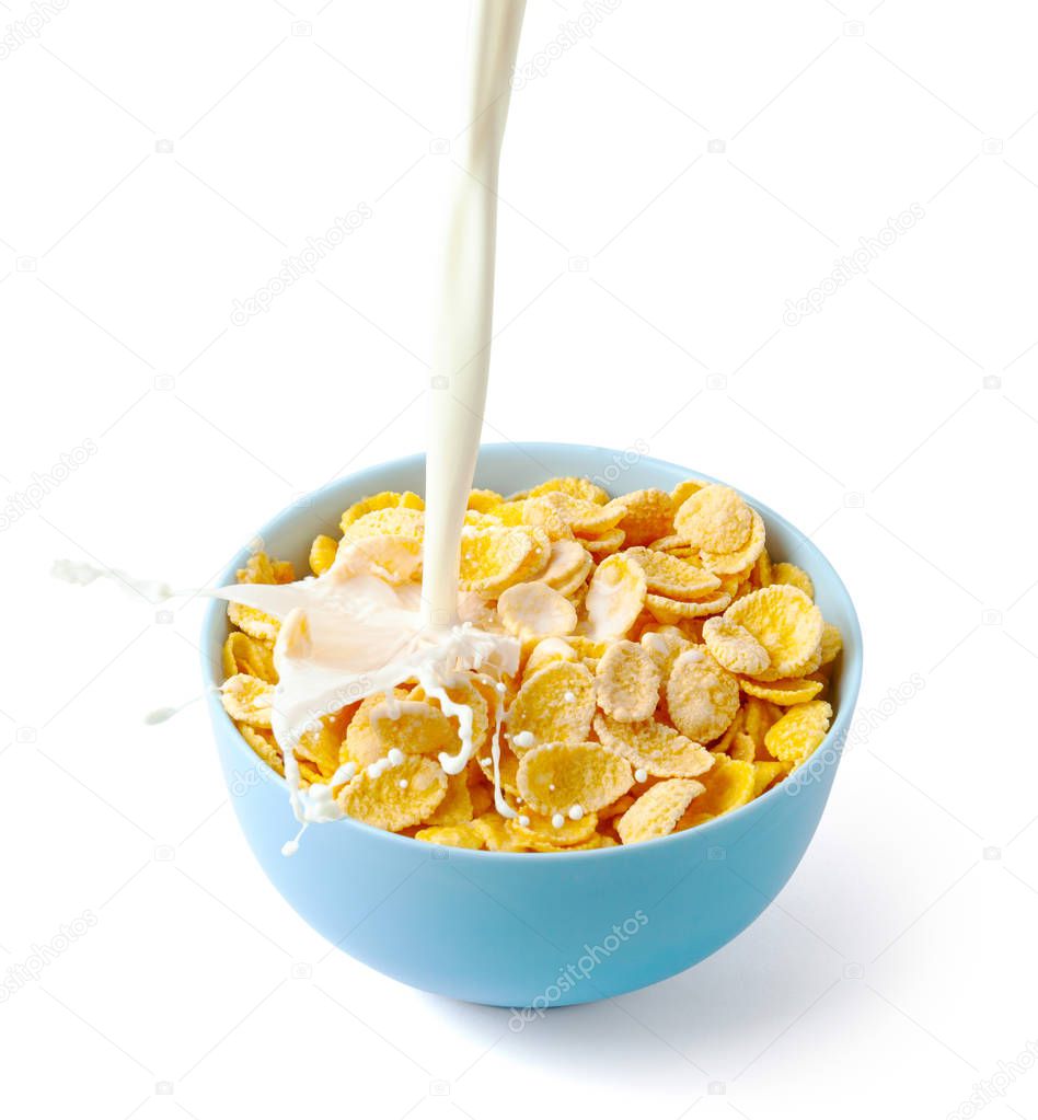 Cornflakes dry breakfast with milk. Stream of milk with cheese and splash pours into blue plate with cereal. Isolated on white background.