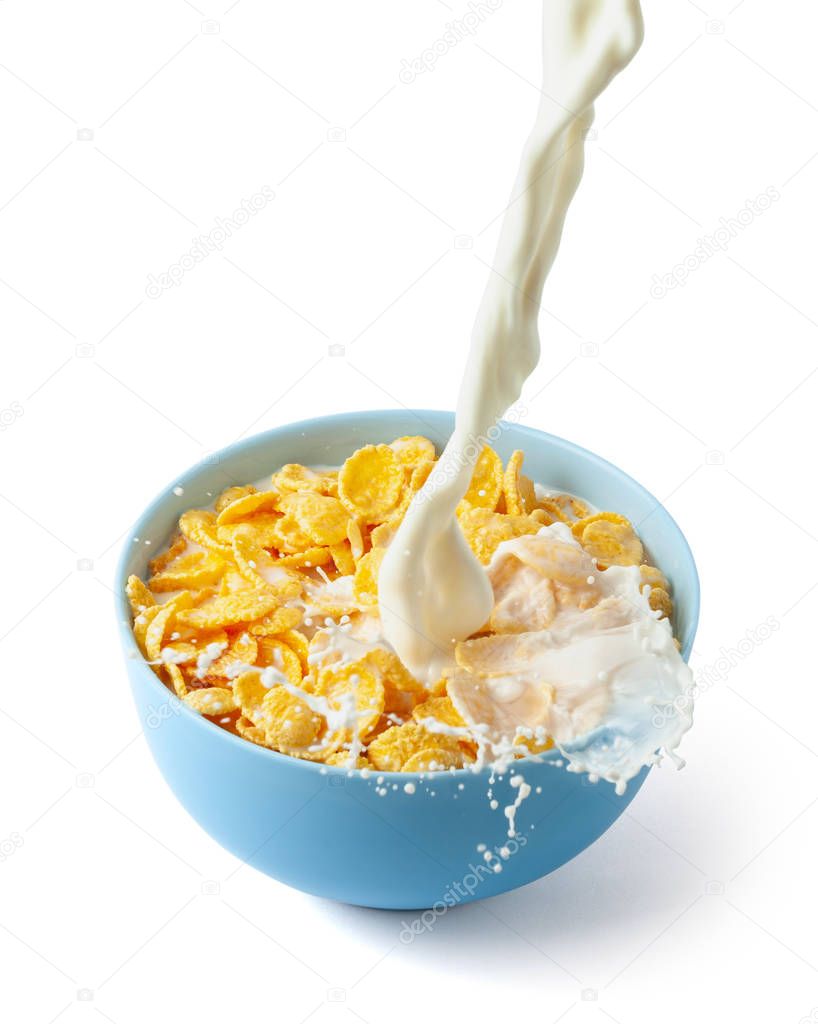 Cornflakes dry breakfast with milk. Stream of milk with cheese and splash pours into blue plate with cereal. Isolated on white background.