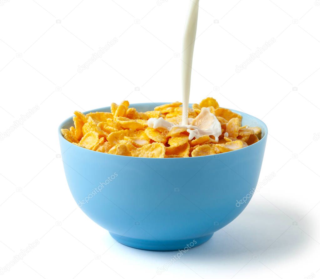 Cornflakes dry breakfast with milk. Stream of milk with cheese and splash pours into blue plate with cereal. Isolated on white background.