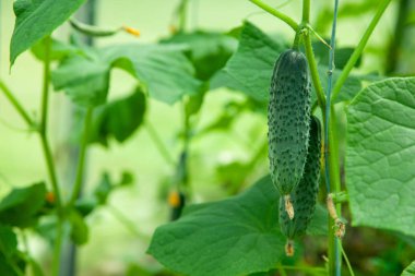 Salatalık serada yetişir, yakın çekim, bulanık arka plan. Metin için alan kopyalama.