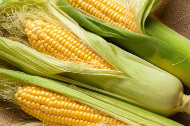 Çuval bezi yapraklı mısır