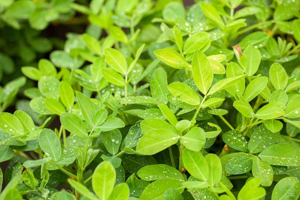 Hojas de cacahuete verde con gotas de rocío de cerca — Foto de Stock