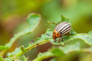 Colorado patates böceği yaprak yiyor..