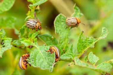 Colorado patates böceği yaprak yiyor..