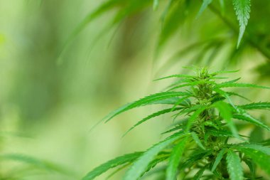 Kenevir çalısı kapanıyor. Uyuşturucu ya da tıbbi marihuana. Metin için alanı kopyala.