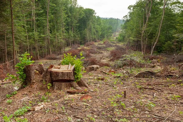 Cutting down trees, harvesting firewood. Illegal destruction of the forest. Hemp and decks.