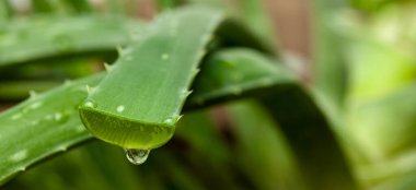 Aloe Vera kesilen yapraktan bir damla meyve suyu..