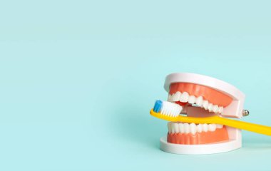 Çene modeli ve diş fırçası. Dişlerini nasıl fırçalayacağını ya da diş fırçasını nasıl seçeceğini