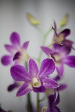 açık arkaplanda mor orkide çiçeği penisi