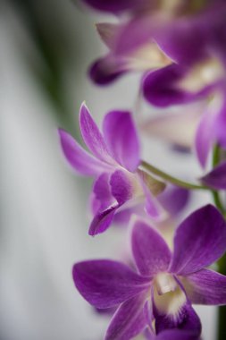 açık arkaplanda mor orkide çiçeği penisi