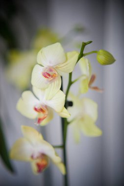 Açık arkaplanda açık sarı orkide penisi.