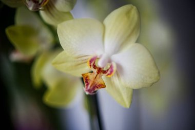 Açık arkaplanda açık sarı orkide penisi.