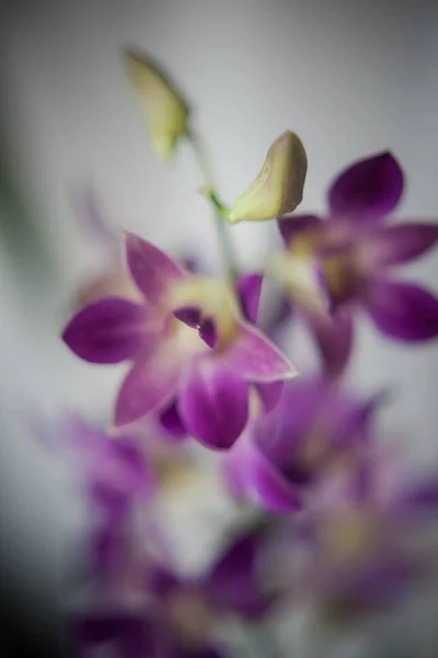 Lila Orchideenblume Phalaenopsis Auf Hellem Hintergrund — Stockfoto