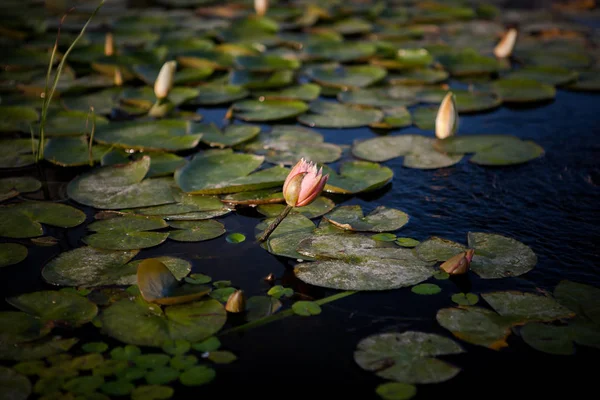 Weiße Seerose Bei Sonnenuntergang Zwischen Den Blättern — Stockfoto