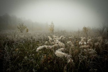 Soğuk ve sisli bir günde manzara, ilk don.