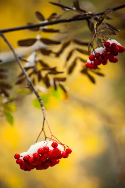 Close Rowan Vermelho Bagas Sob Neve Fundo Vegetação — Fotografia de Stock