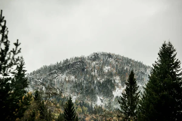 山の中には初雪に覆われた森があり — ストック写真