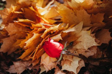 Sarı akçaağaç yapraklı kırmızı gül, sonbahar aşkı