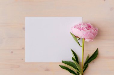 Beyaz ahşap arka plan kopya alanı ile pembe Şakayık çiçekleri