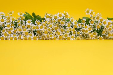 sarı arka planda çiçek papatya çiçekleri