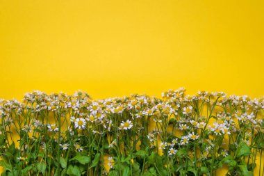 sarı arka planda çiçek papatya çiçekleri