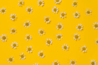 sarı arka plan üzerinde papatya çiçek desen