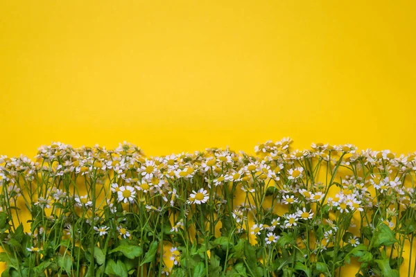 sarı arka planda çiçek papatya çiçekleri
